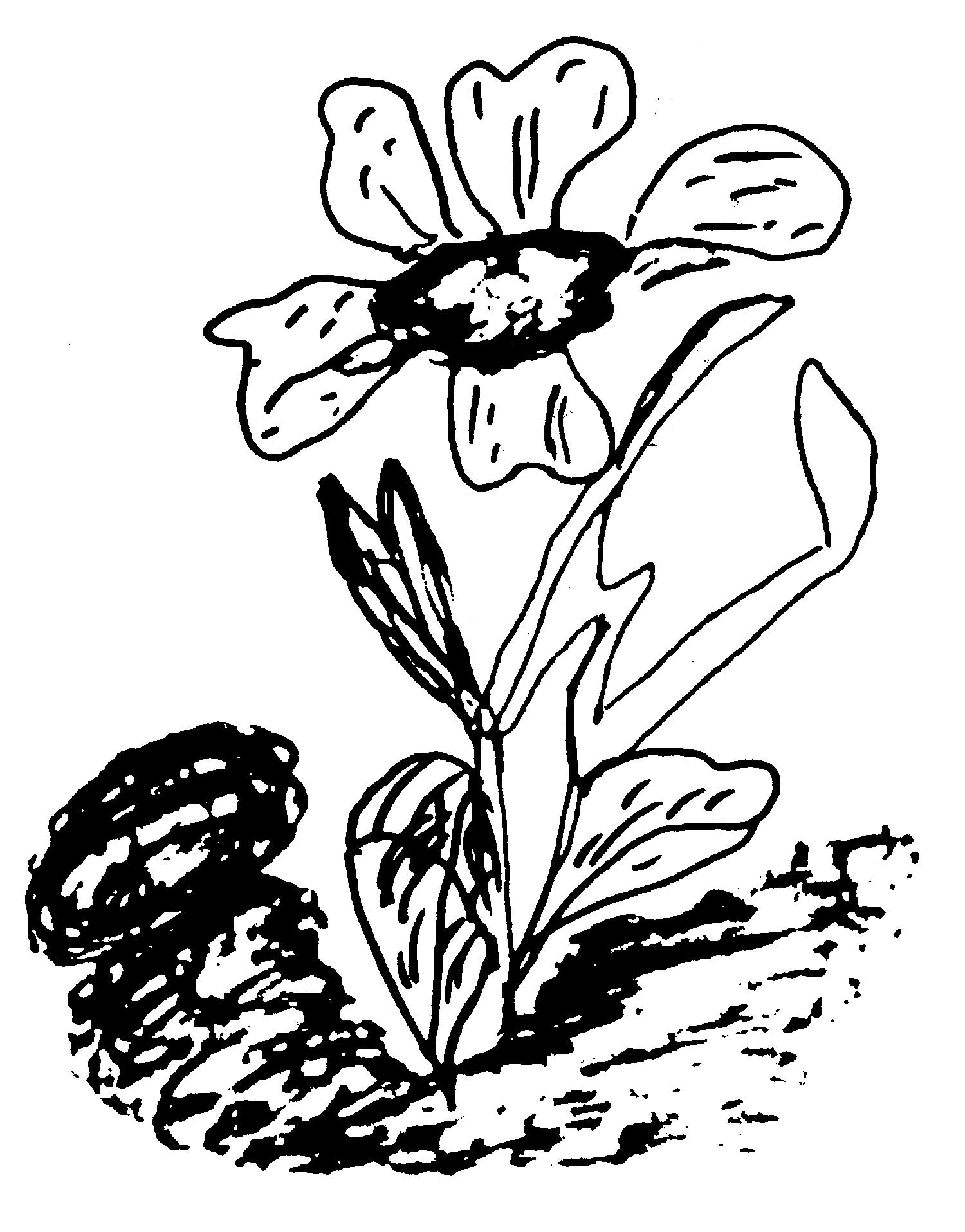 flower-drawing-2-sri-chinmoy