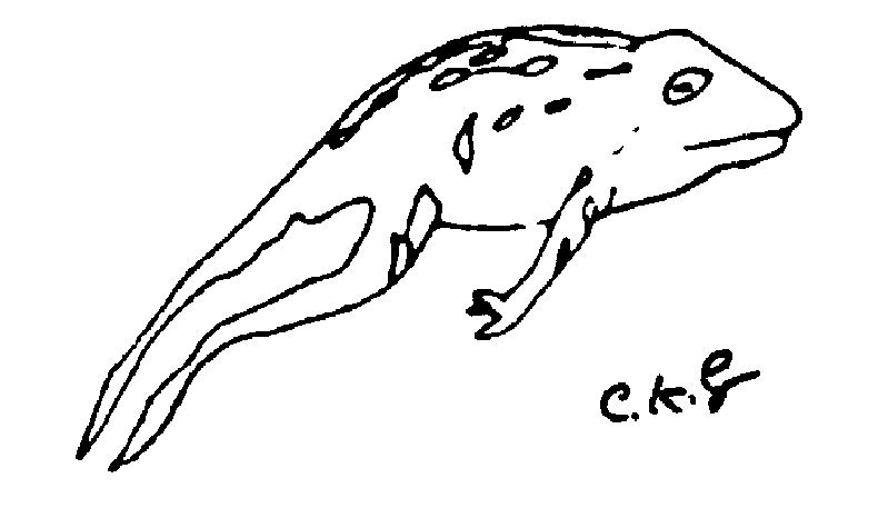 frog-ckg